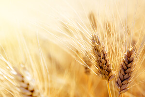 В Турции подтверждают задержание сухогруза с украинским зерном – Reuters