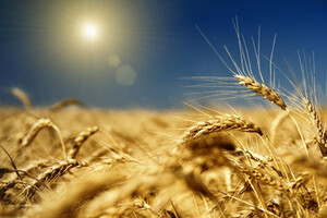 Из-за обстрелов оккупантов на Запорожье и Днепропетровщине загорелись поля, уничтожено 20 га пшеницы