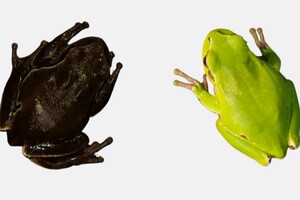 Вчені простежили за еволюцією жаб у Чорнобильській зоні