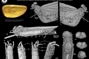 Ученые нашли в янтаре новый вид насекомых возрастом 35 миллионов лет