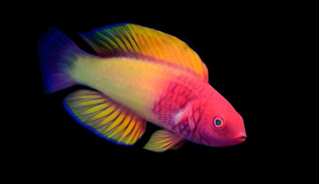Вчені знайшли новий вид риб, які народжуються самицями та стають самцями
