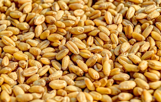 В мире резко подорожала пшеница после выхода России из зерновой сделки – Bloomberg