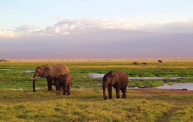 В Кении из-за засухи погибли сотни слонов, зебр и других травоядных
