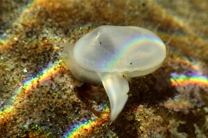 Ученые нашли моллюска, которого считали вымершим 40 тысяч лет назад
