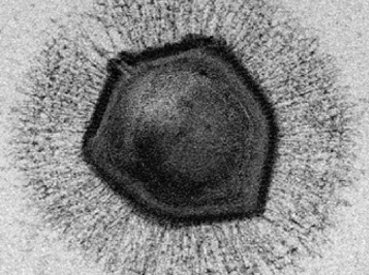 Ученые нашли организм, который может питаться только вирусами