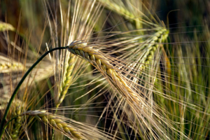 Ниже довоенных показателей: ученые спрогнозировали урожай зерновых в Украине в 2023 году