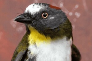 Ученые нашли два новых вида птиц, которые выделяют опасный токсин