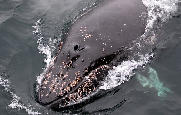 Ученые объяснили устойчивость китов к раку