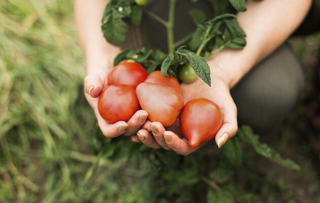 Стали доступнее: в Украине подешевели тепличные помидоры