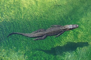 У крокодилов обнаружили способность размножаться без самцов