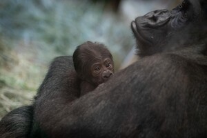 «Самець» горили Саллі шокував працівників зоопарку народженням дитини