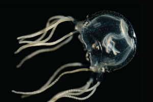 Медузи, незважаючи на відсутність мозку, продемонстрували здатність до навчання