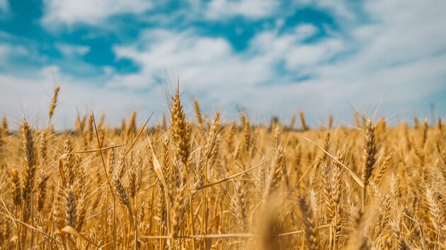 Зерновой кризис: Украина имеет свои интересы и должна защищать своих производителей
