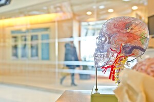 Ученые составили подробный атлас человеческого мозга
