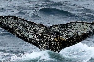 Вчені назвали причину масової загибелі сірих китів