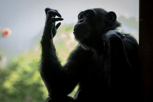 У шимпанзе вперше виявили менопаузу