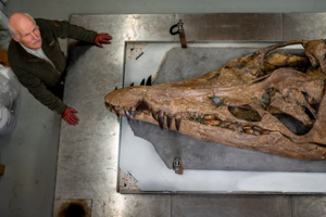 У Великій Британії відкопали череп пліозавра юрського періоду