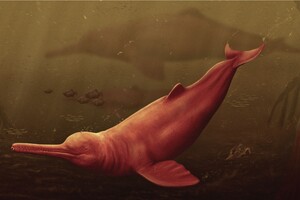 Палеонтологи нашли в Перу череп гигантского древнего речного дельфина