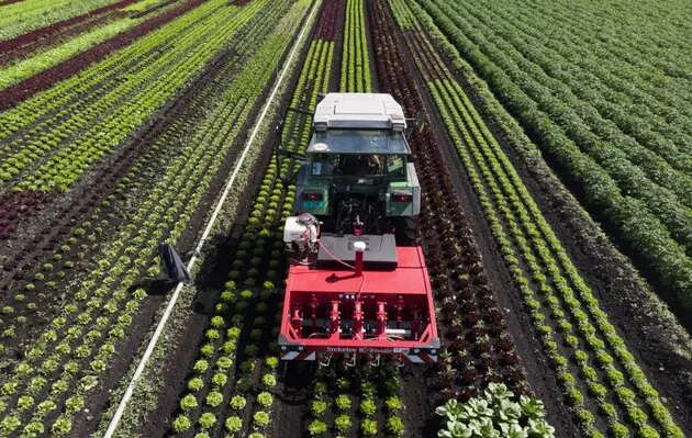 ГМО-фарбування посівів може допомогти у боротьбі з бур'янами – вчені