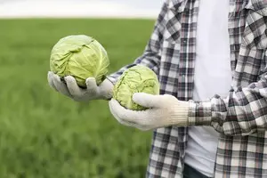 Новый урожай: в Украине поступили в продажу первые партии молодой капусты