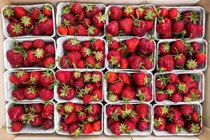 Цены на клубнику резко упали: сколько стоит ягода в Украине 