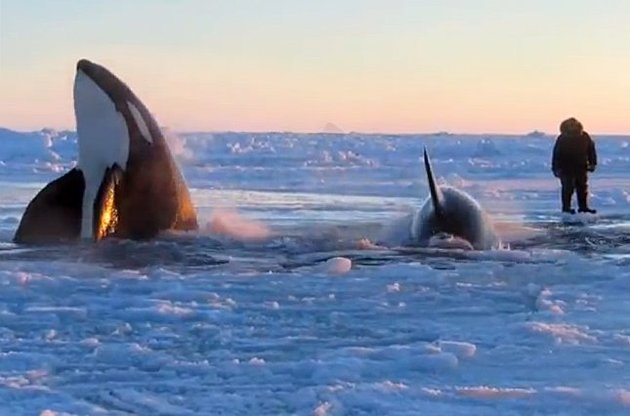 Стая косаток попала в ледяной плен у берегов Канады