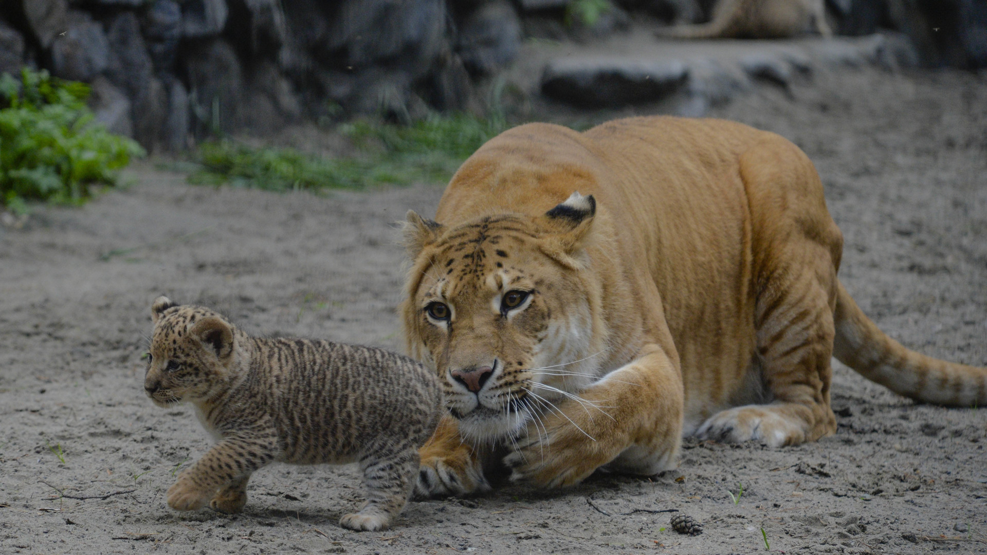 В результате скрещивания между львом Самсоном и лигрицей Зитой в зоопарке Новосибирска, Россия, появились на свет уникальные животные – лилигры – гибрид лигра.