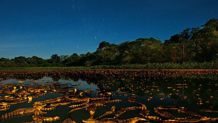 Кайманы ночью в Бразилии