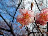 По прогнозам компании, в Токио начало цветения намечено на 23 марта, а полное раскрытие цветов - на 31 марта