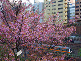 По прогнозам компании, в Токио начало цветения намечено на 23 марта, а полное раскрытие цветов - на 31 марта