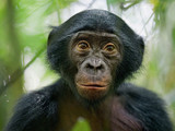 Бонобо, Конго
