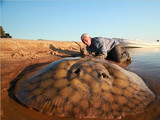 Японская большая саламандра, вторая крупнейшая в мире после китайской. Вырастает до 1,5 м в длину.