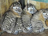 Амурські тигри знаходяться на межі вимирання.