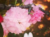 Нежные цветки сакуры символизируют в японской культуре мимолетность жизни.