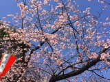 Нежные цветки сакуры символизируют в японской культуре мимолетность жизни.
