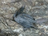 Птицы погибают на побережье