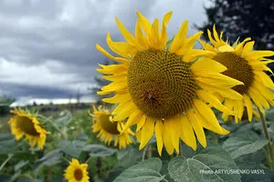 Фермери п’яти областей України можуть безкоштовно отримати насіння соняшника