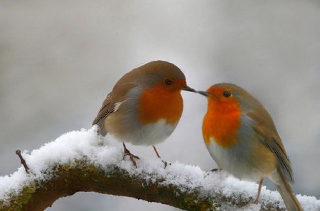 В Україні в найближчі дні буде тепло, але сиро