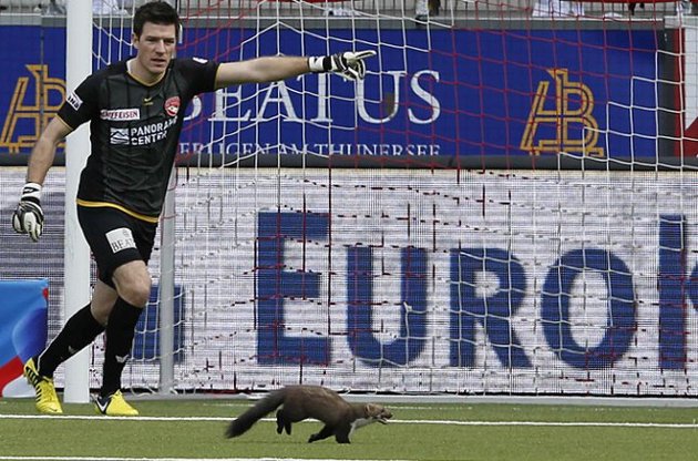 Куниця стала героєм інтернету