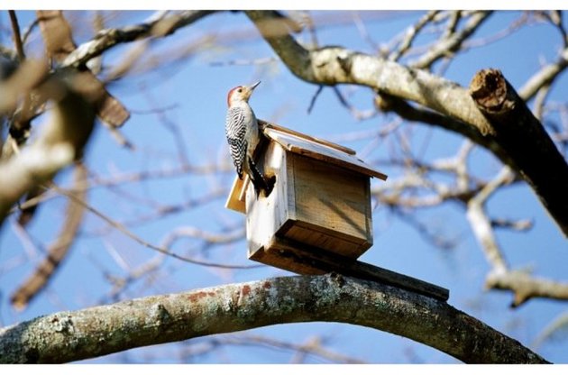 Шпаків зустрінуть пізніше