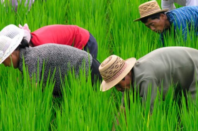 Власти Северной Кореи потребовали от населения богатого урожая: Рис - это социализм