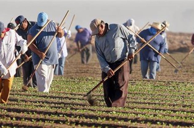 Британська влада хоче замінити румунів і болгар на сезонних роботах українцями
