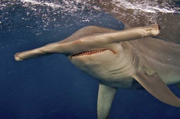 Акула-молот