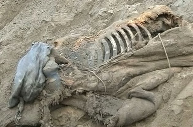 На островах Новосибирского архипелага ученые обнаружили хорошо сохранившуюся во льдах тушу самки мамонта, которая сохранилась в практически первозданным виде