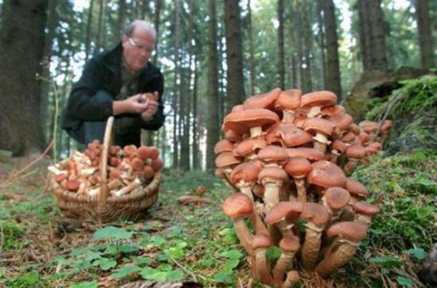 Власти Крыма уверяют, что налоги на грибы и прогулки всех не касаются