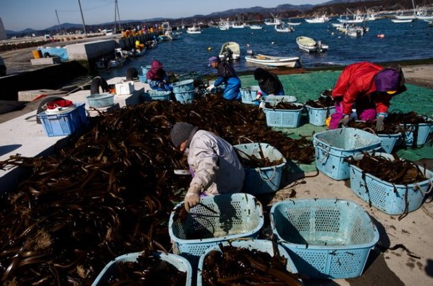 Корпорация IHI в перспективе планирует начать выпуск и автомобильного горючего из водорослей