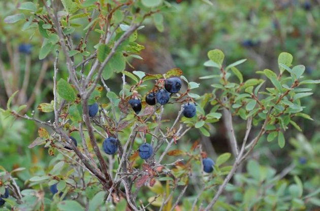 Украинцам нельзя собирать ягоды в Беларуси из-за угрозы пожаров