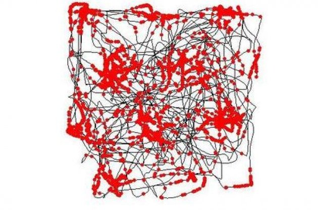Активность координатных нейронов крысы при перемещении в пространстве