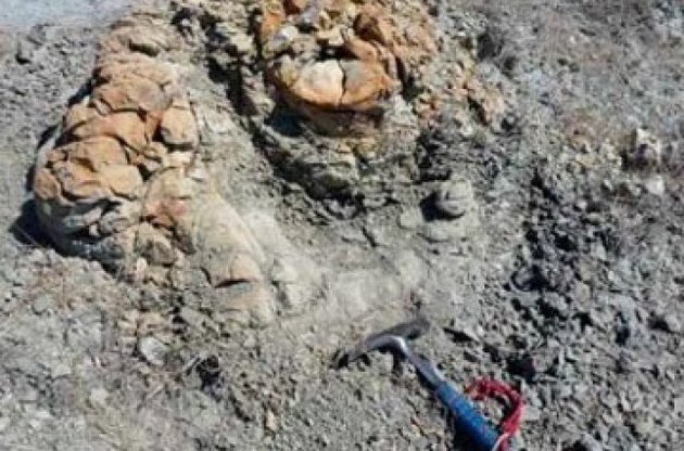 Окаменевшая амбра возрастом 1,75 млн лет