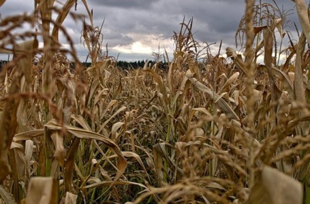 Аграрии уже насчитали себе 6 млрд грн убытков из-за дождей